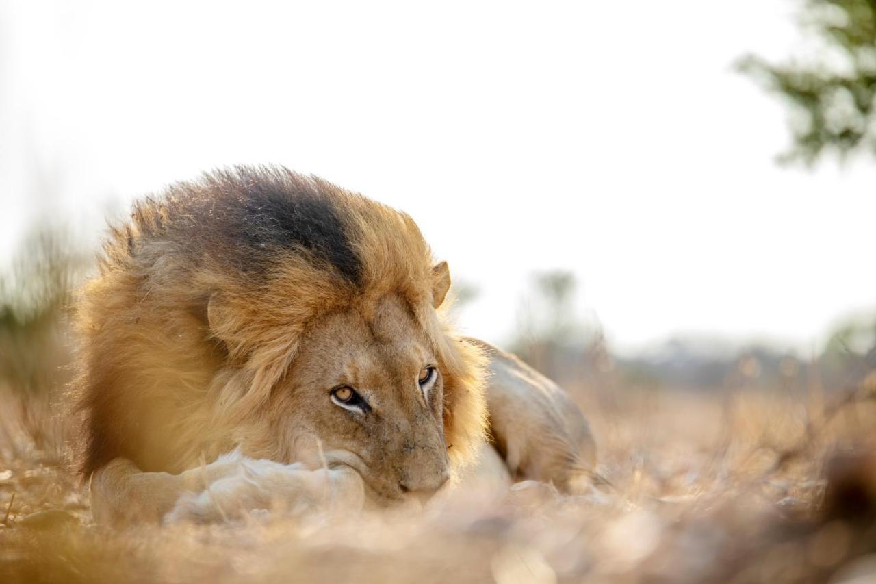 Jabulani Safari Villa Kapama Wildreservaat Buitenkant foto