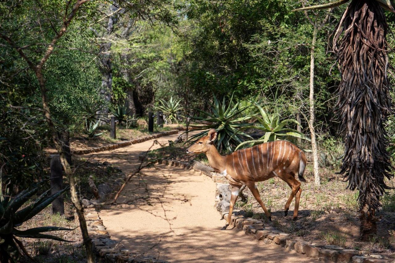 Jabulani Safari Villa Kapama Wildreservaat Buitenkant foto